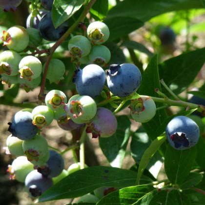 Blueberry Bluecrop