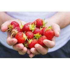 Strawberry (single variant)