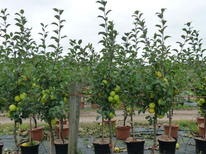 2 Year Potted Apples